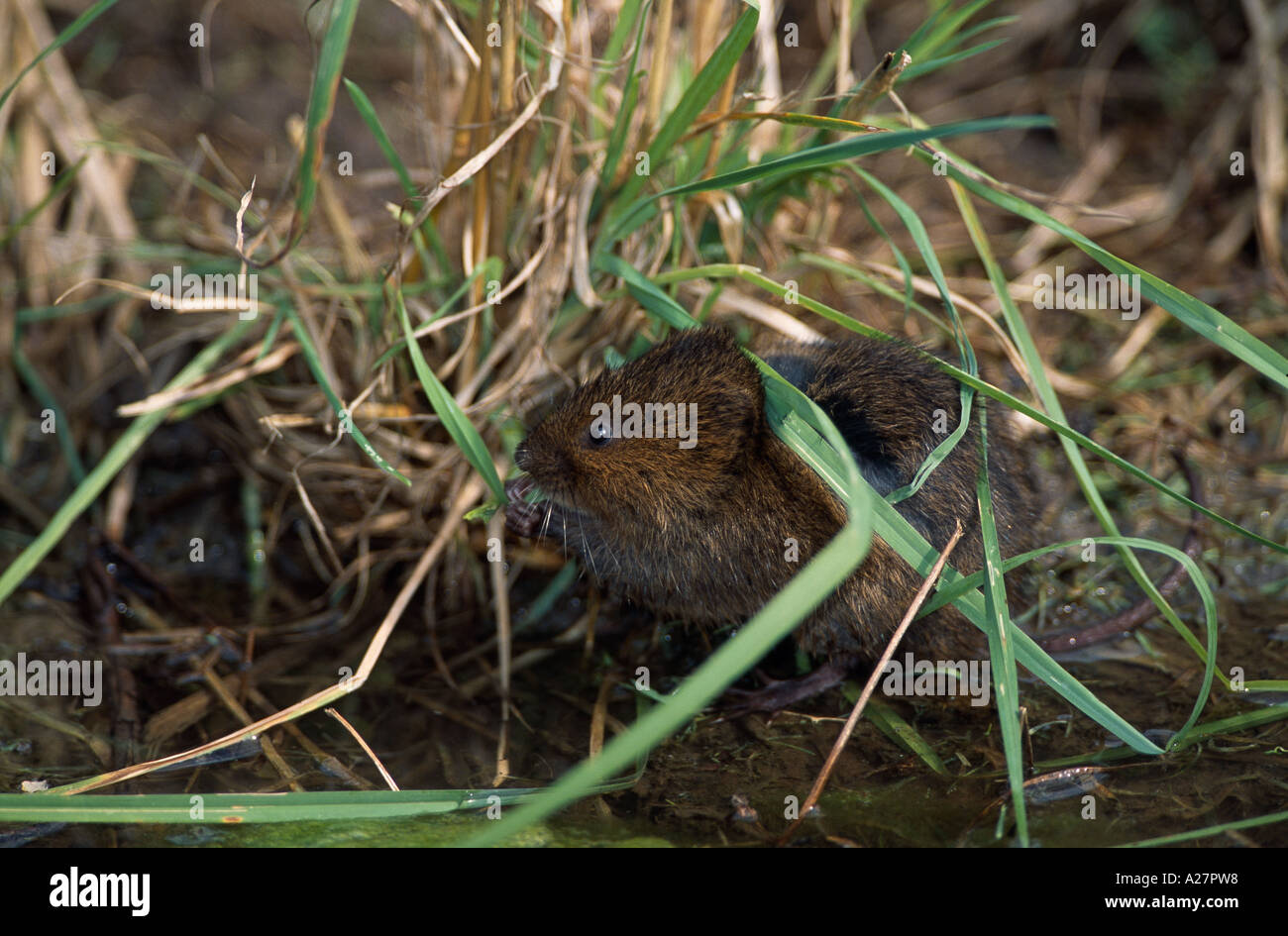 WATER VOLE FEEDING AT WATER S EDGE Stock Photo