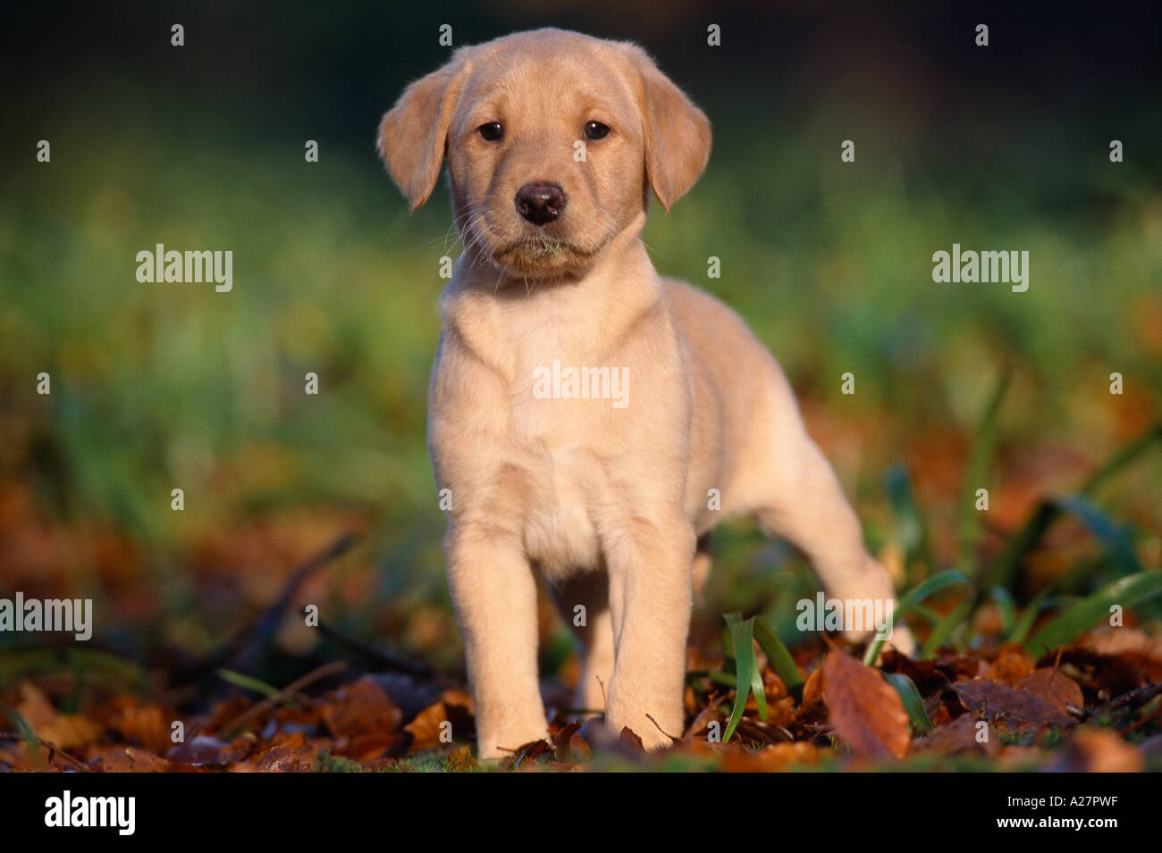 SIX WEEK OLD GOLDEN LABRADOR PUP DOG Stock Photo Alamy