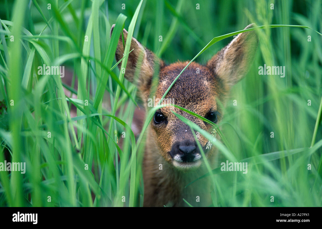 Roe deer scotland spring hi-res stock photography and images - Alamy