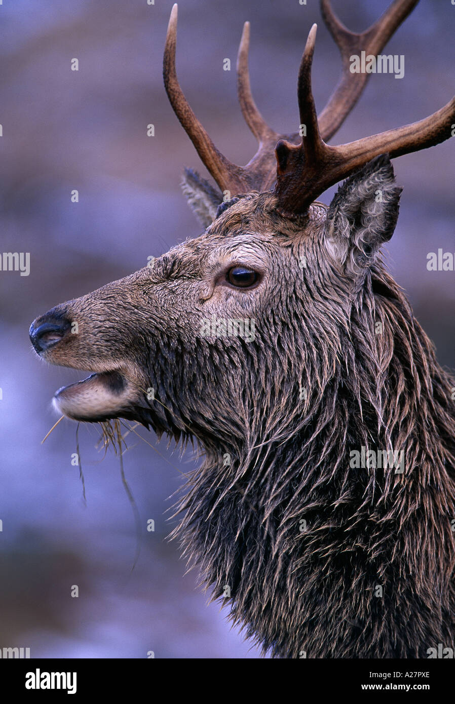 PORTRAIT OF RED DEER STAG Stock Photo - Alamy
