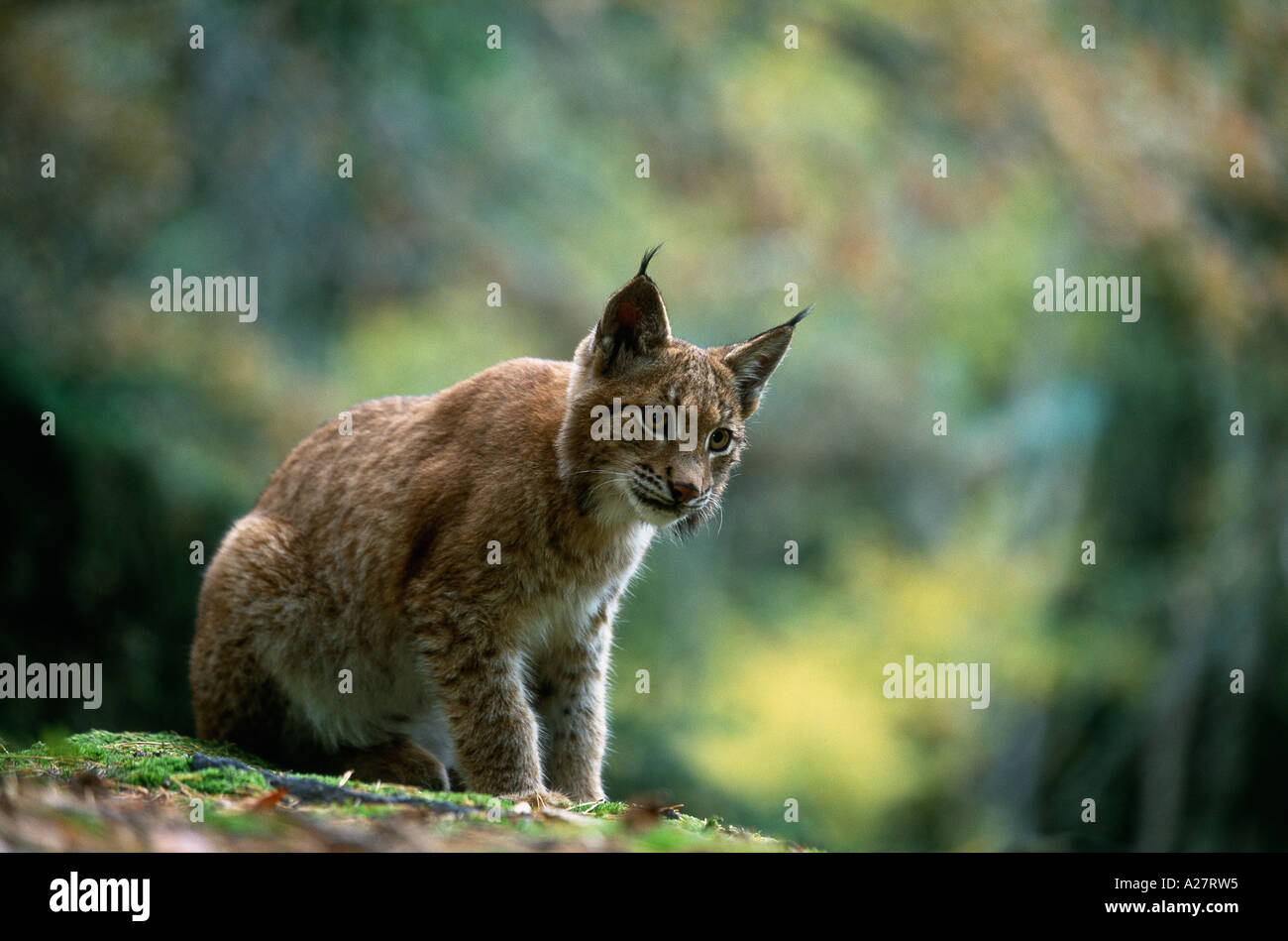 YOUNG EUROPEAN LYNX MIXED FOREST Stock Photo - Alamy