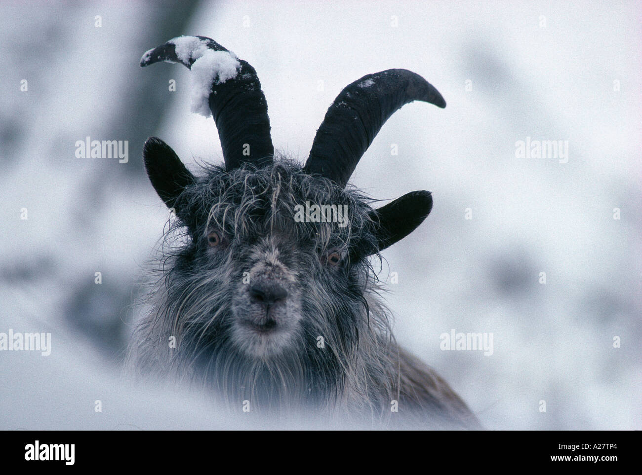 GOAT IN SNOWY FOREST Stock Photo Alamy