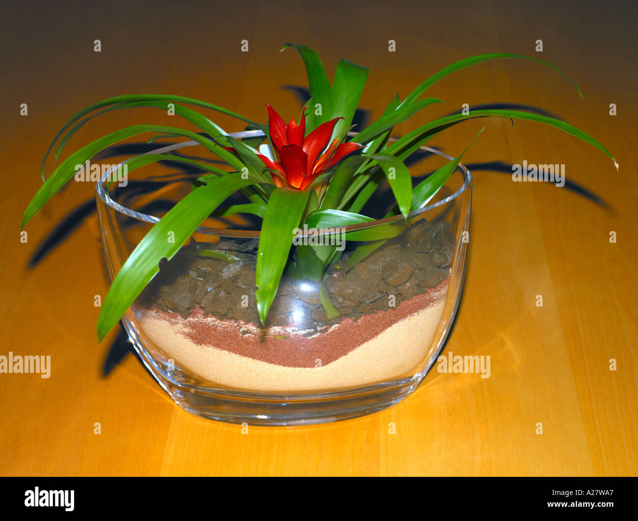 Hydroponics Plant Growing in Sand Stones Stock Photo Alamy