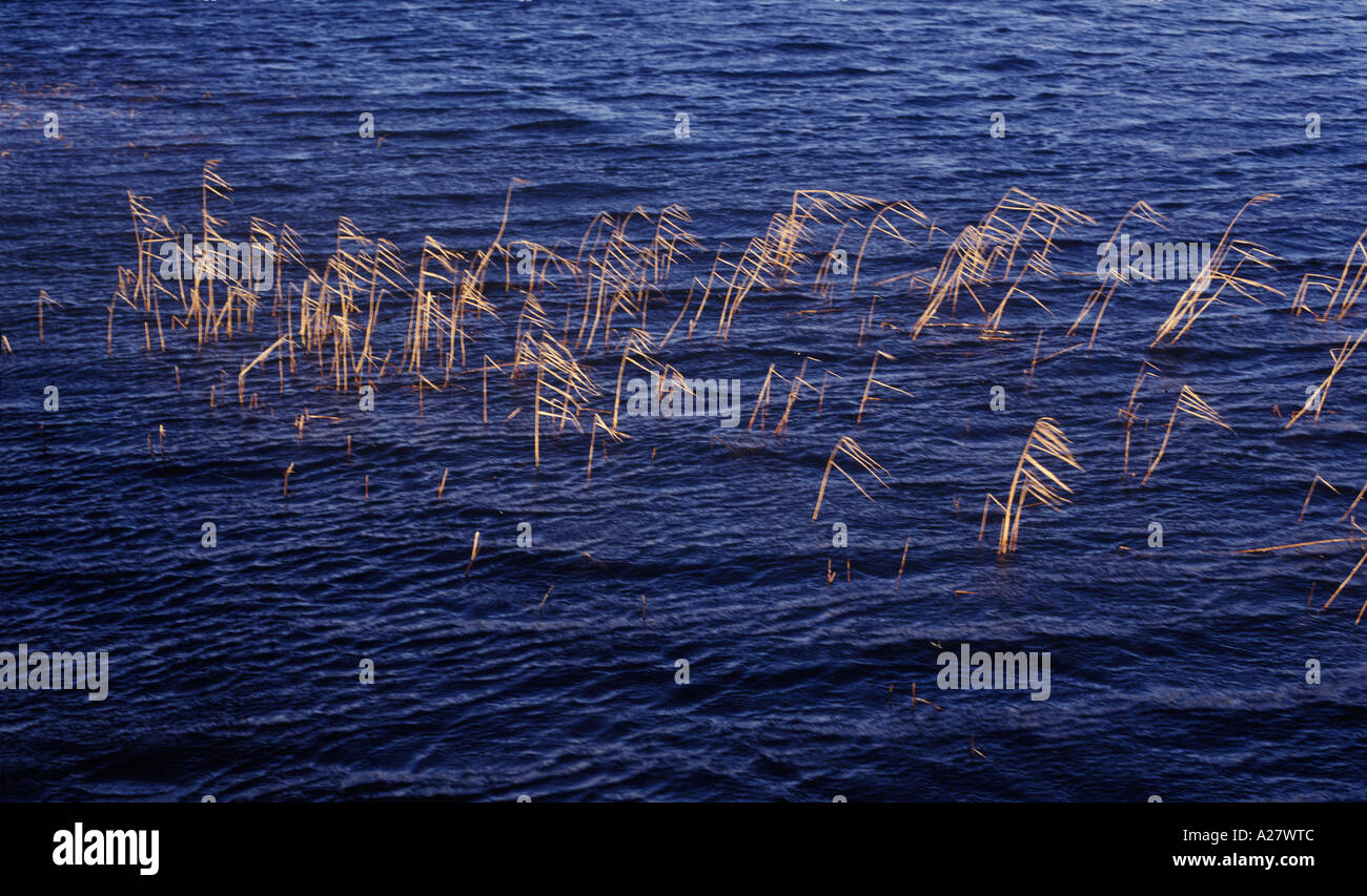 Wind Blowing Reeds Wind blown lake hi-res stock photography and images - Alamy