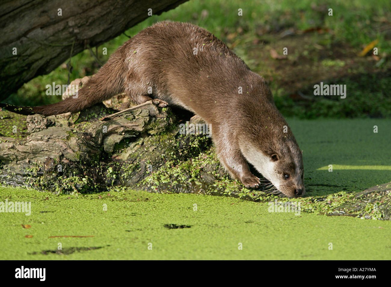 Norfolk river otter hi-res stock photography and images - Alamy