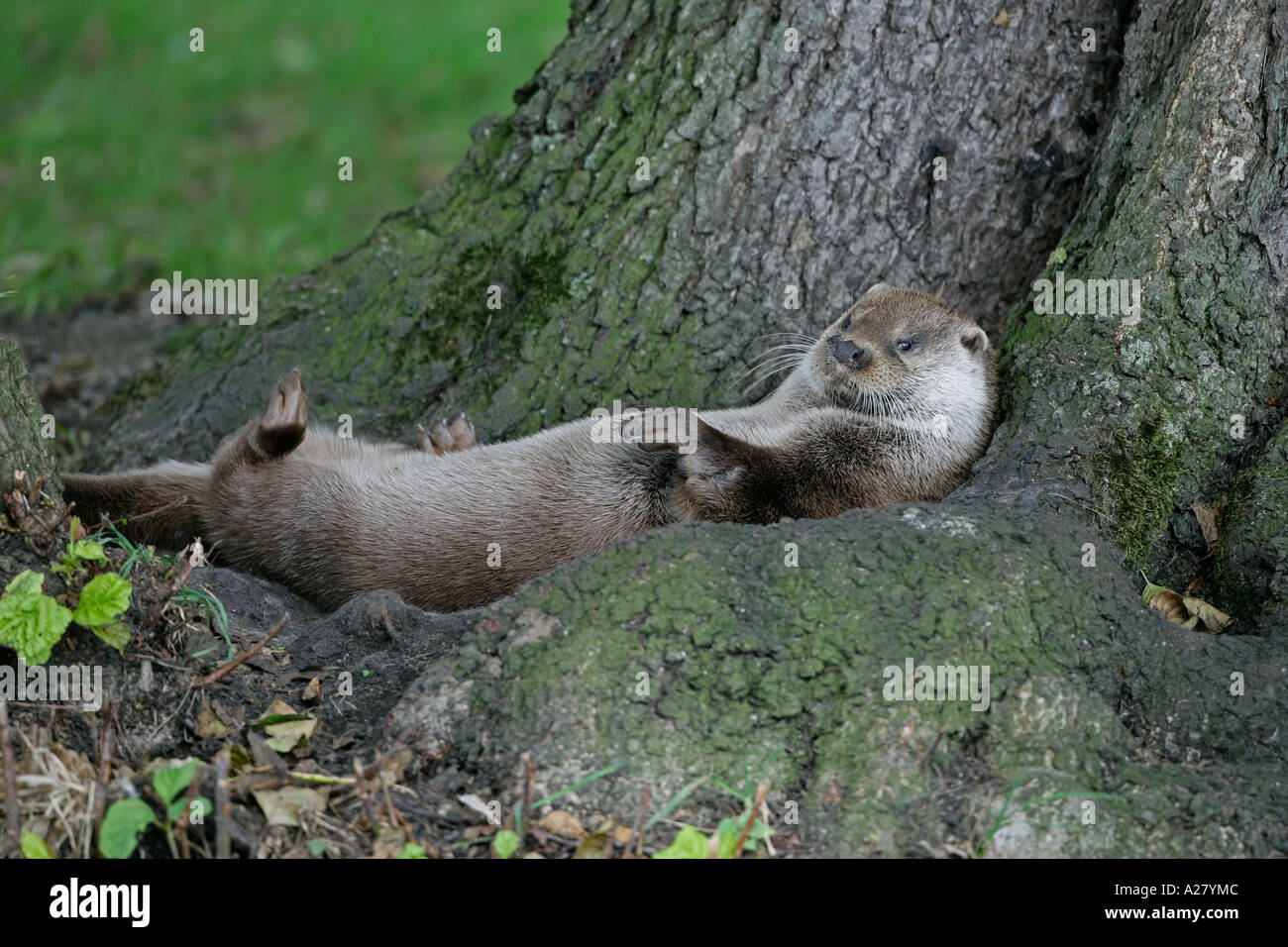 OTTER Lutra lutra RESTING AT BASE OF TREE OTTER TRUST NORFOLK Stock