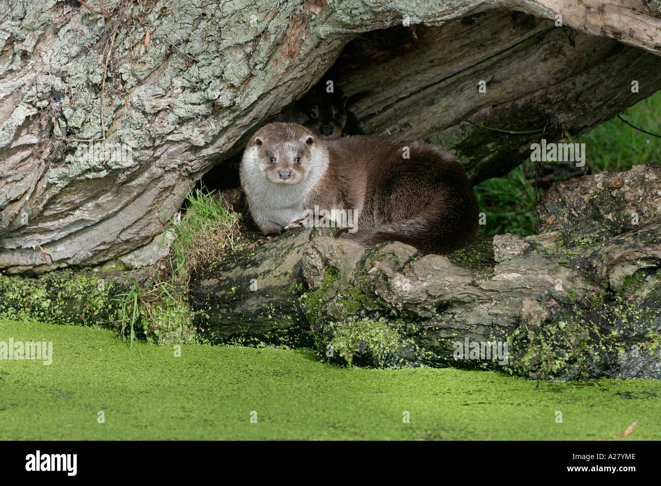 OTTER Lutra lutra OTTER TRUST NORFOLK Stock Photo - Alamy