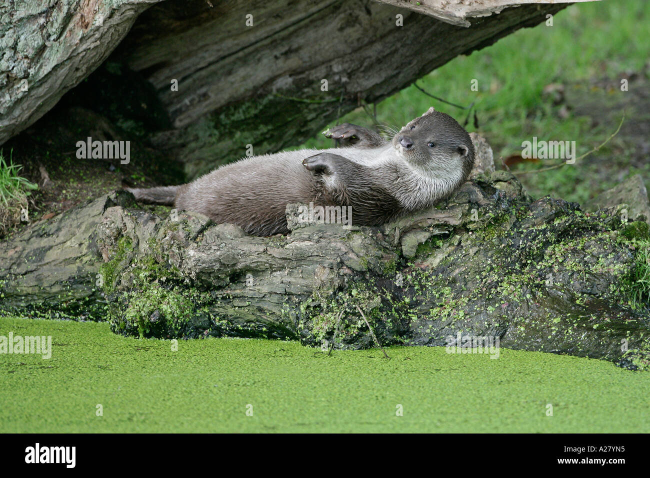 OTTER Lutra lutra RESTING OTTER TRUST NORFOLK Stock Photo - Alamy
