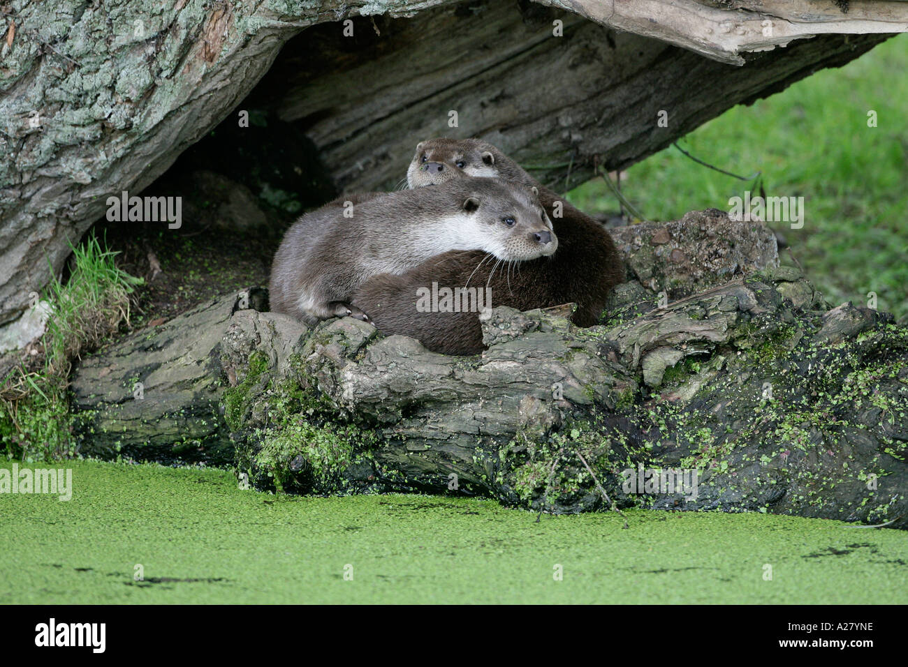 OTTERS Lutra lutra PAIR RESTING TOGETHER OTTER TRUST NORFOLK Stock