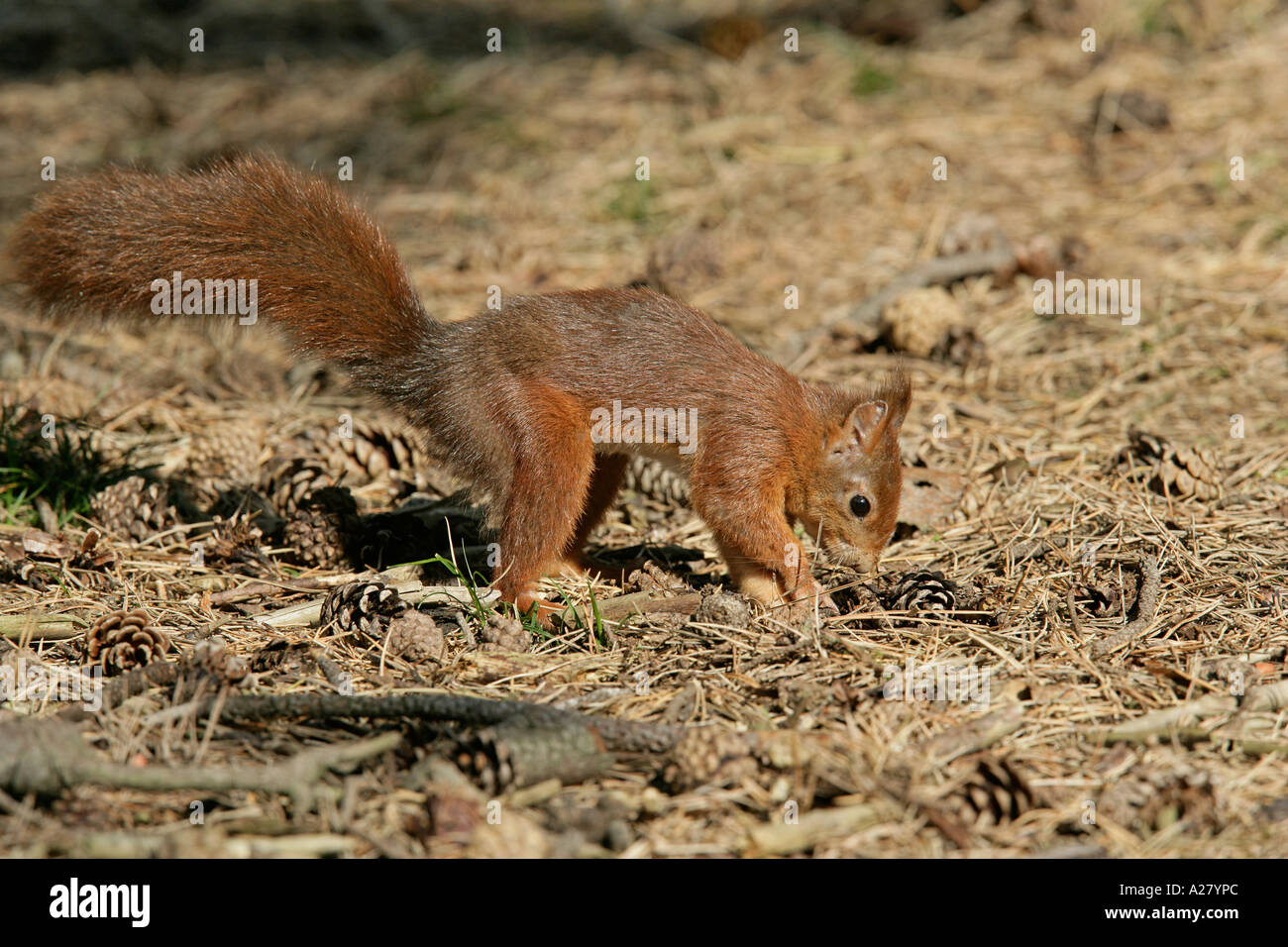 RED SQUIRREL Sciurus vulgaris BURYING NUT IN FOREST FLOOR OCTOBER Stock Photo