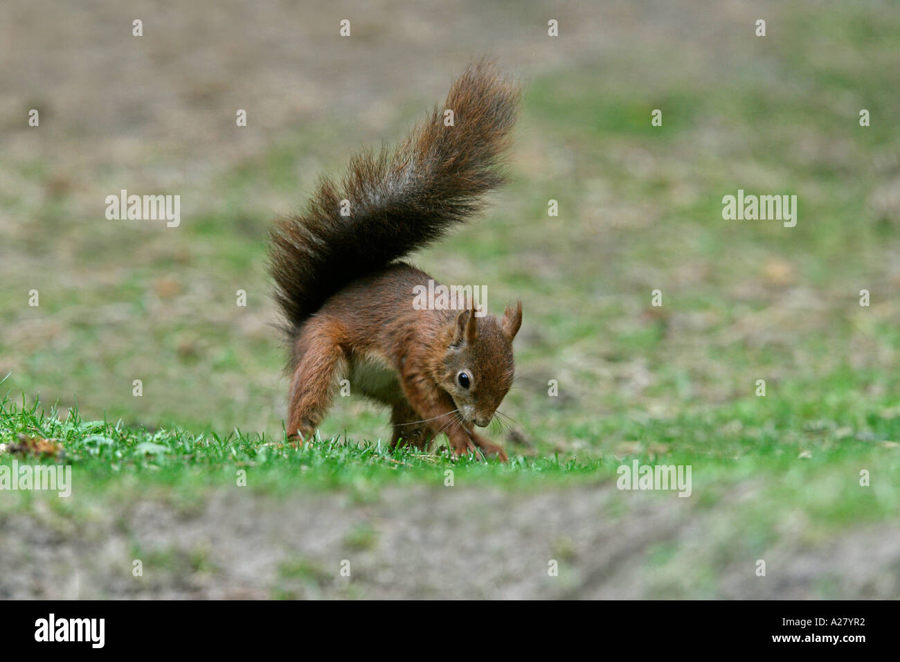 RED SQUIRREL Sciurus vulgaris BURYING NUT IN FOREST FLOOR OCTOBER Stock