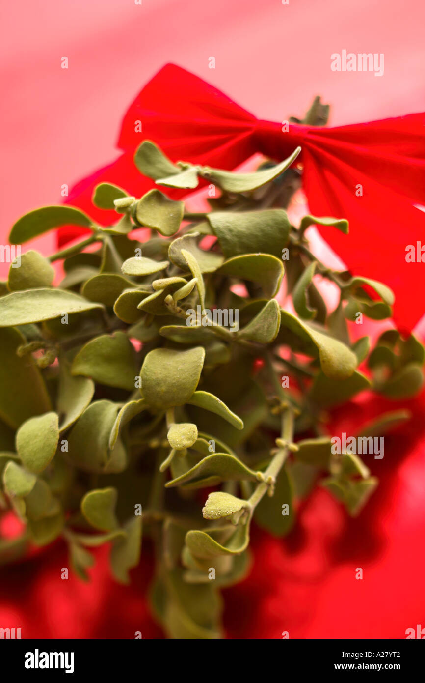 Mistletoe Stock Photo