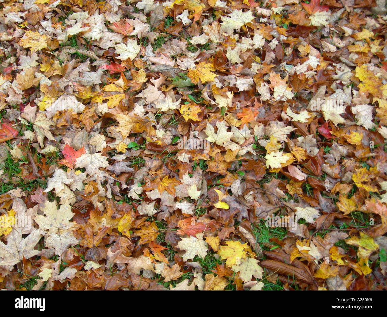 A Colourful Scatter of Fall Leaves on the Ground at Stockbridge Massachusetts USA Stock Photo