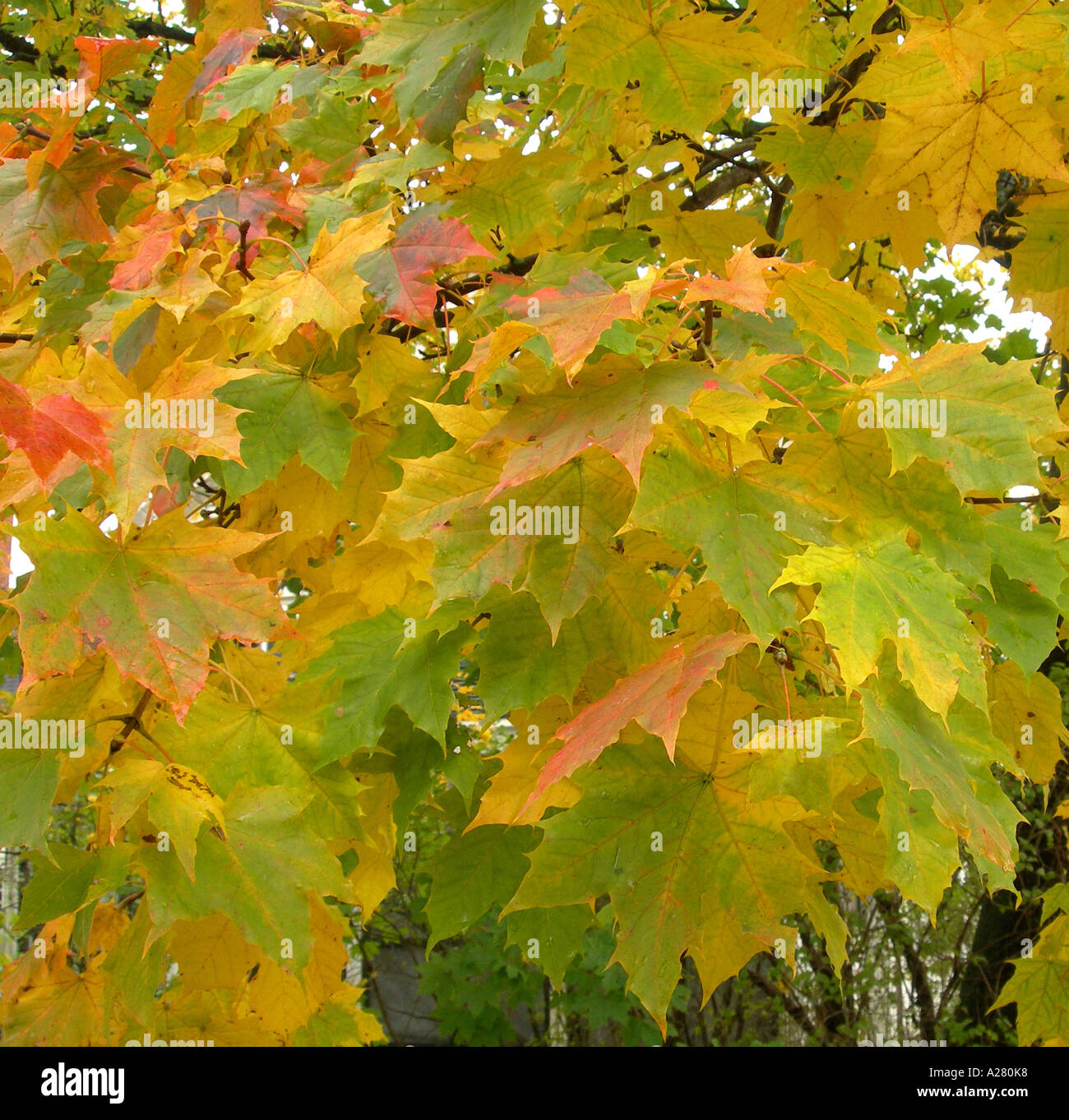 Dense acer tree leaves hi-res stock photography and images - Alamy
