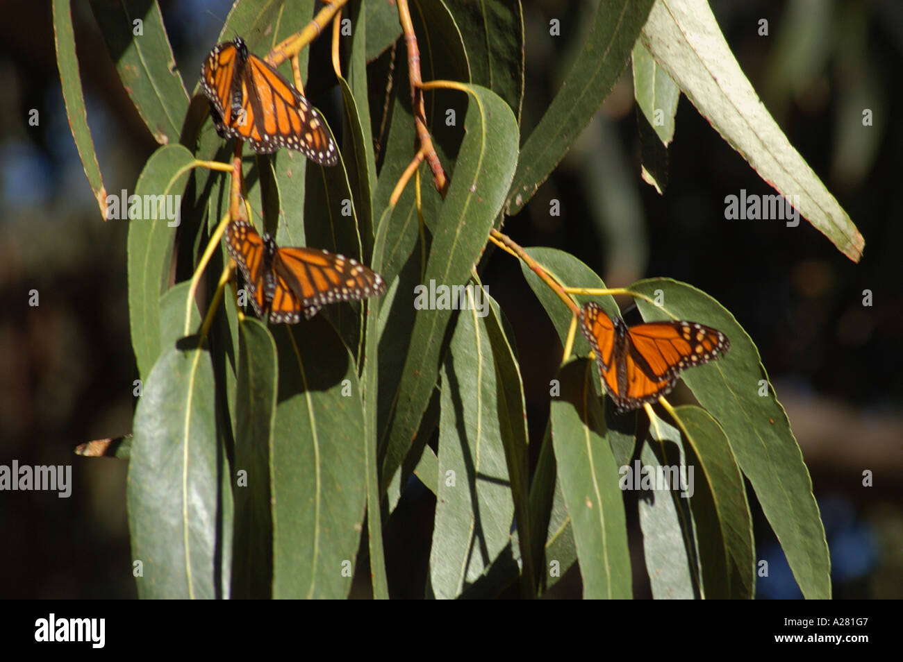 Monarch butterfly grove stock photo alamy