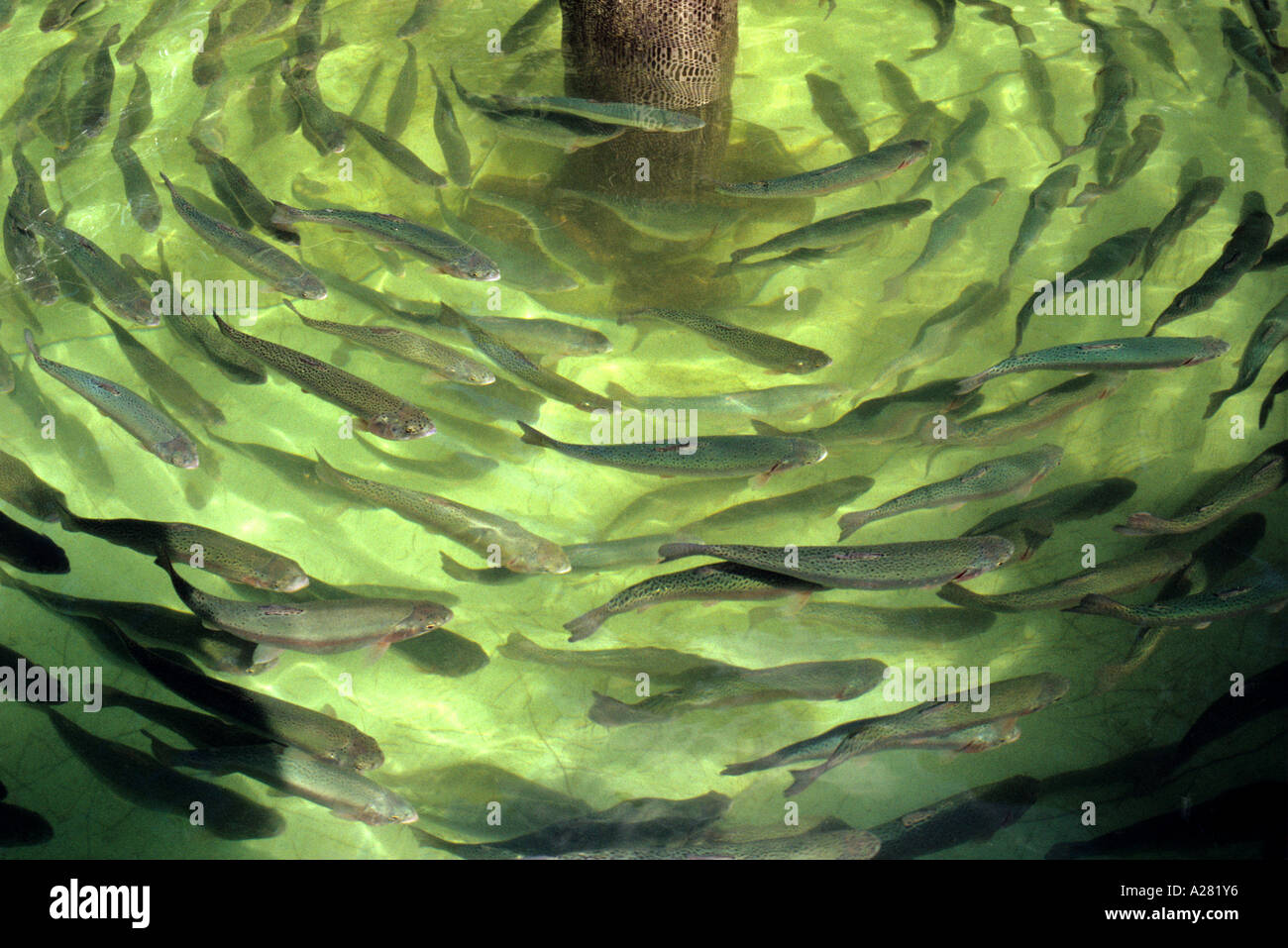 Fish farming tank, Chatsworth Estate, Derbyshire, UK Stock Photo Alamy