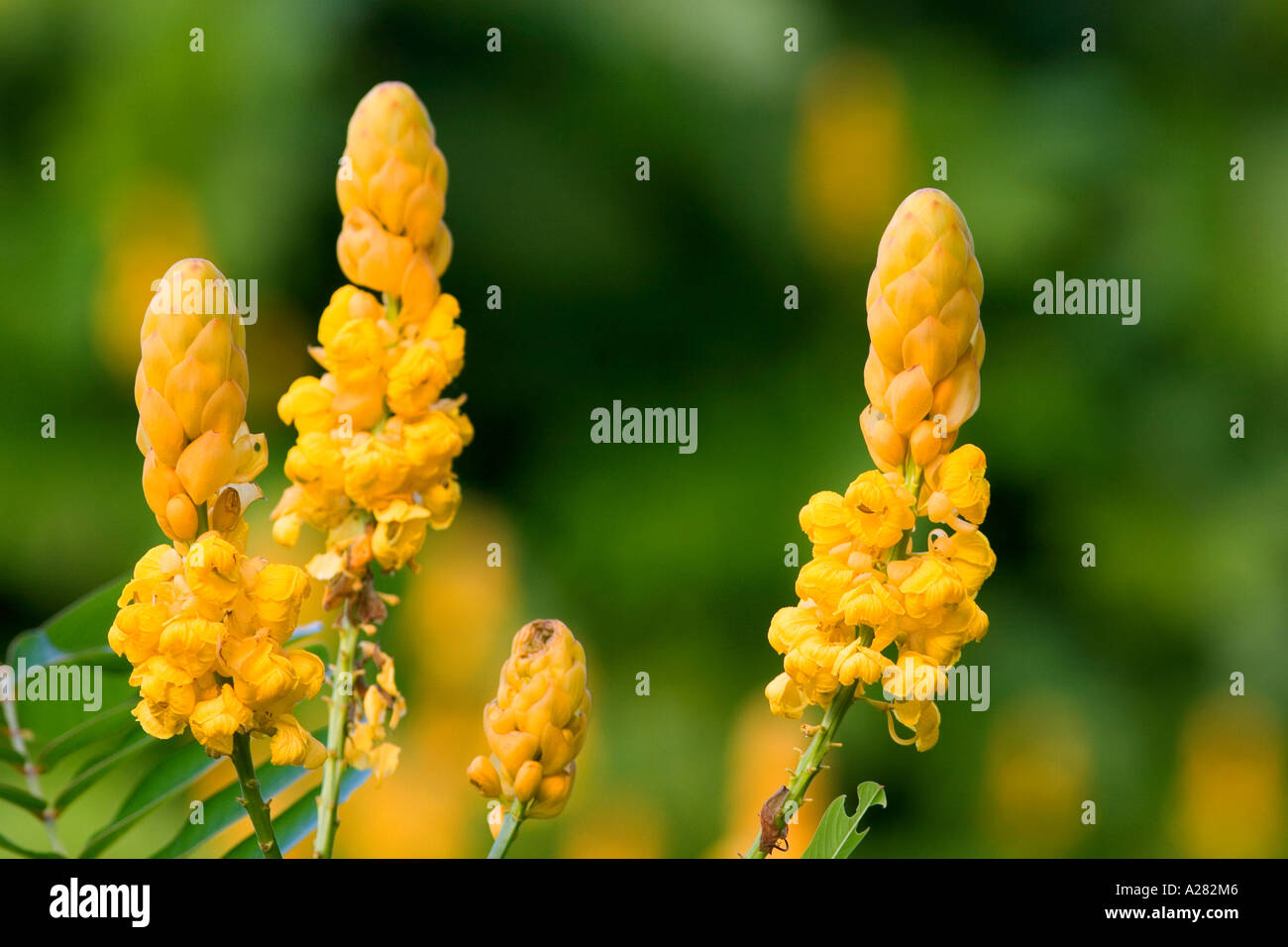 Tropical candlestick senna flowers on the island of Maui, Hawaii Stock