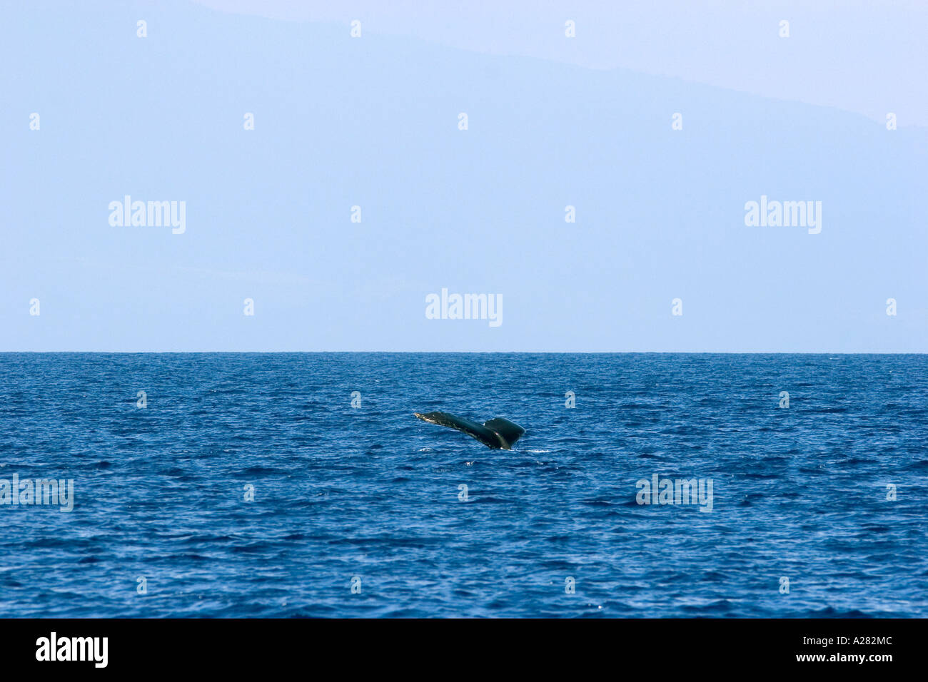 The tail of a Humpback whale in the pacific ocean near Maui, Hawaii ...