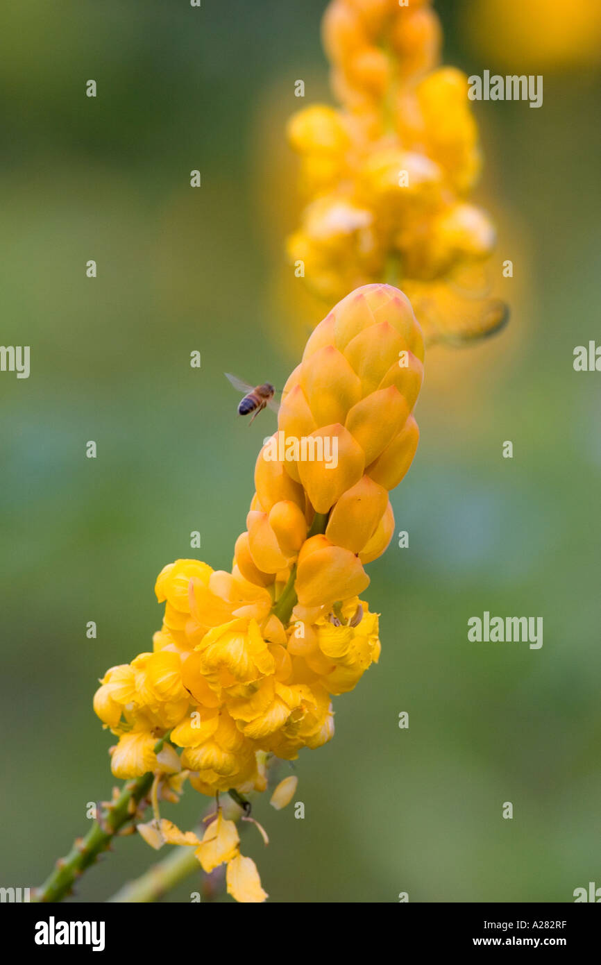 A honey bee pollinates tropical candlestick senna flowers on the island of Maui, Hawaii. Stock Photo
