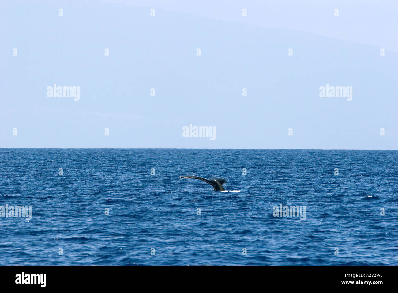 The tail of a Humpback whale in the pacific ocean near Maui, Hawaii ...
