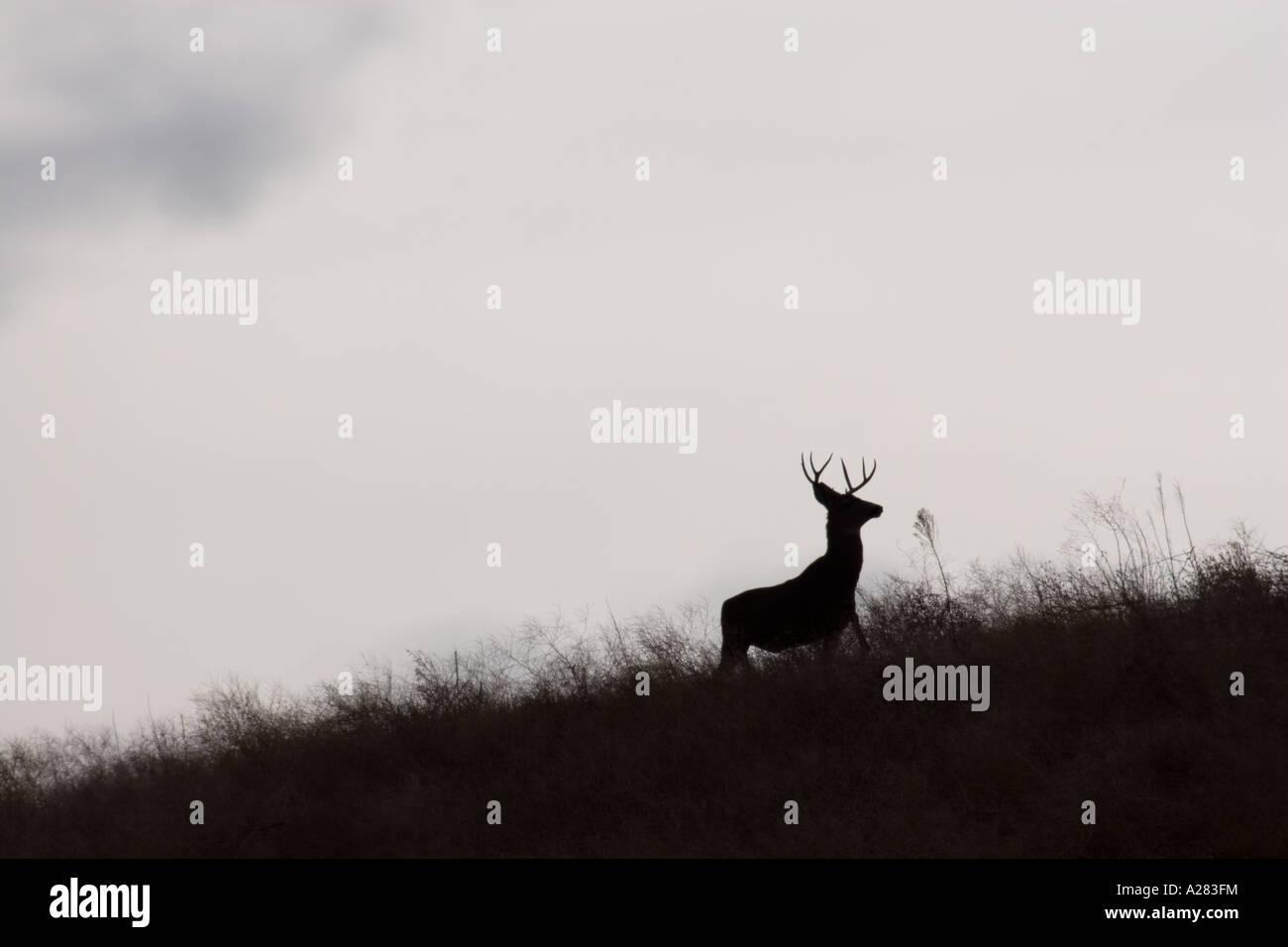 Mule deer buck silhouette hi-res stock photography and images - Alamy