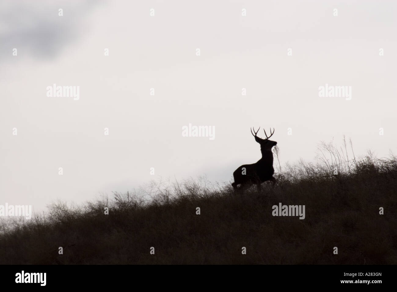 Mule deer buck silhouette hi-res stock photography and images - Alamy