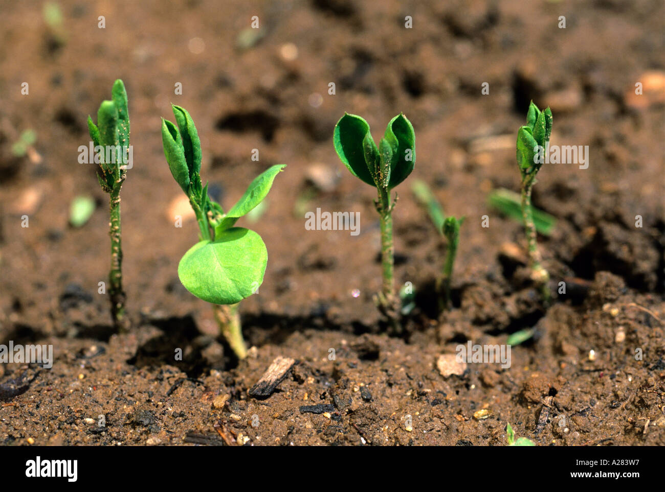Sweet peas sprouting from the ground in spring. Stock Photo