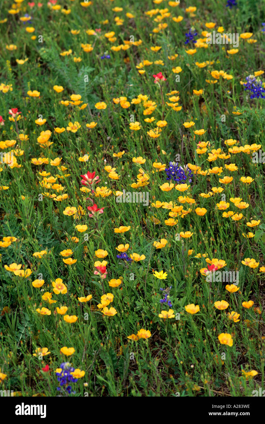 Buttercup and blue bonnet wildflowers in Texas. Stock Photo