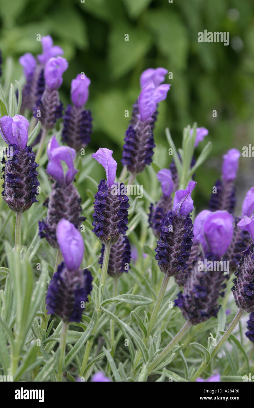 Flowers of garden plant French Lavender Botanical name Lavandula