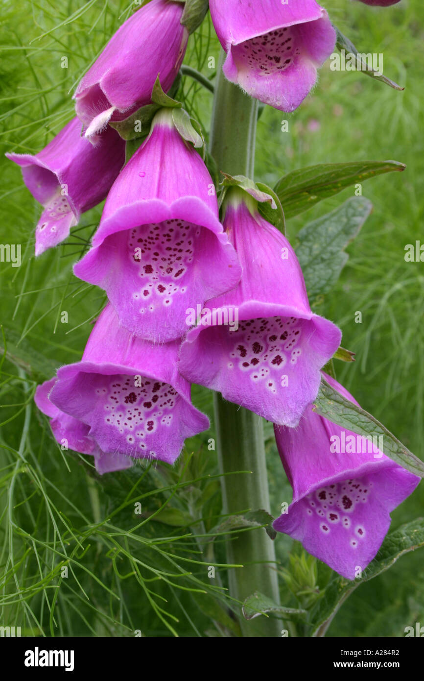 Foxglove flowers Botanical name Digitalis purpurea Stock Photo Alamy