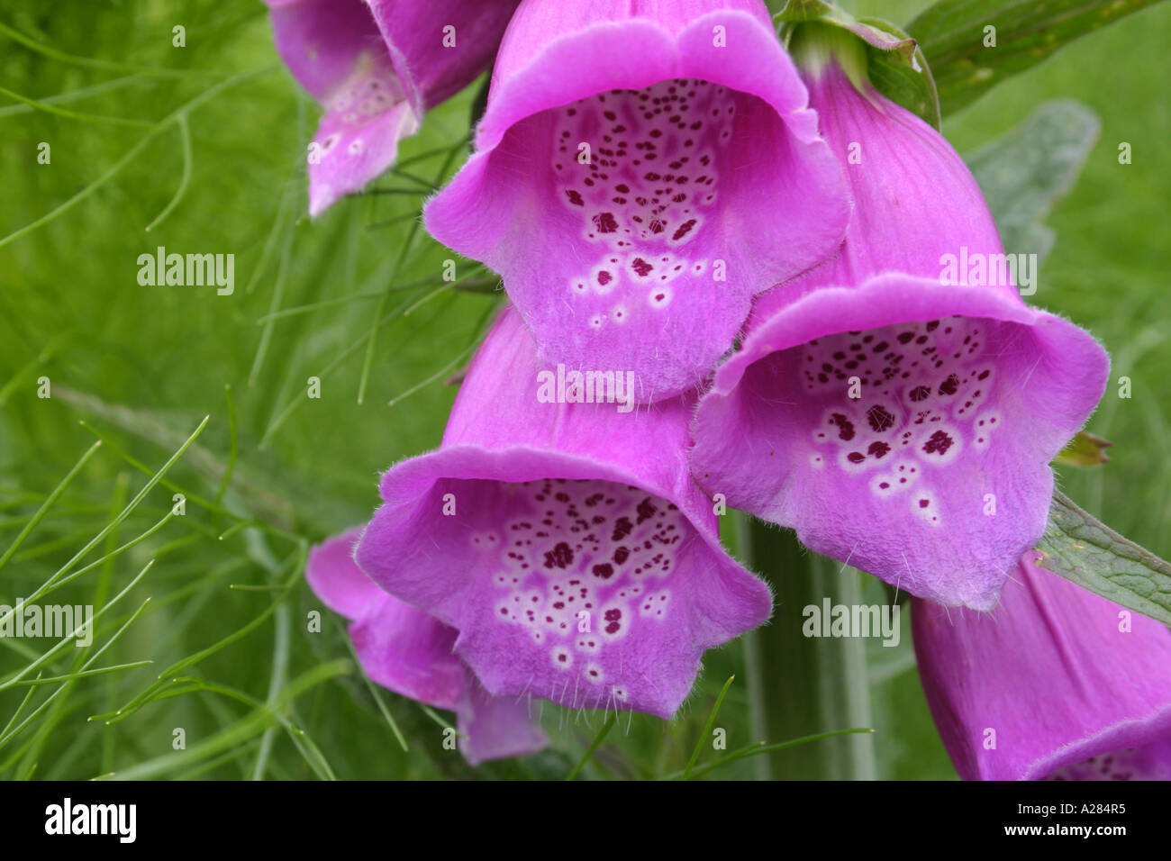 Foxglove Flowers Close Up Botanical Name Digitalis Purpurea Stock Photo Alamy