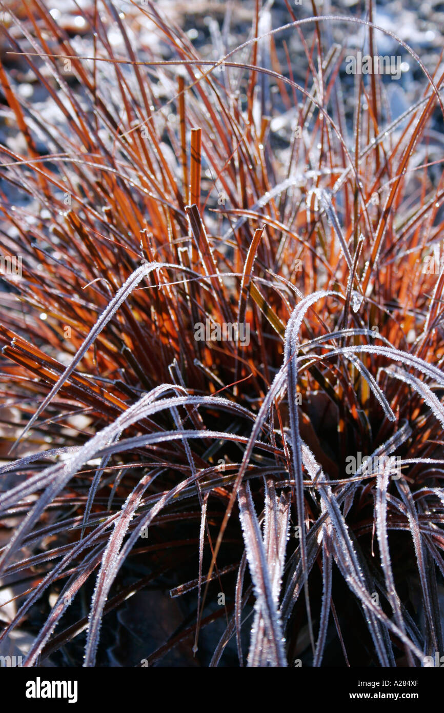 Evergreen ornamental sedge grass Uncinia uncinata rubra or Red Hook Sedge or Hooked Sedge covered in frost Stock Photo