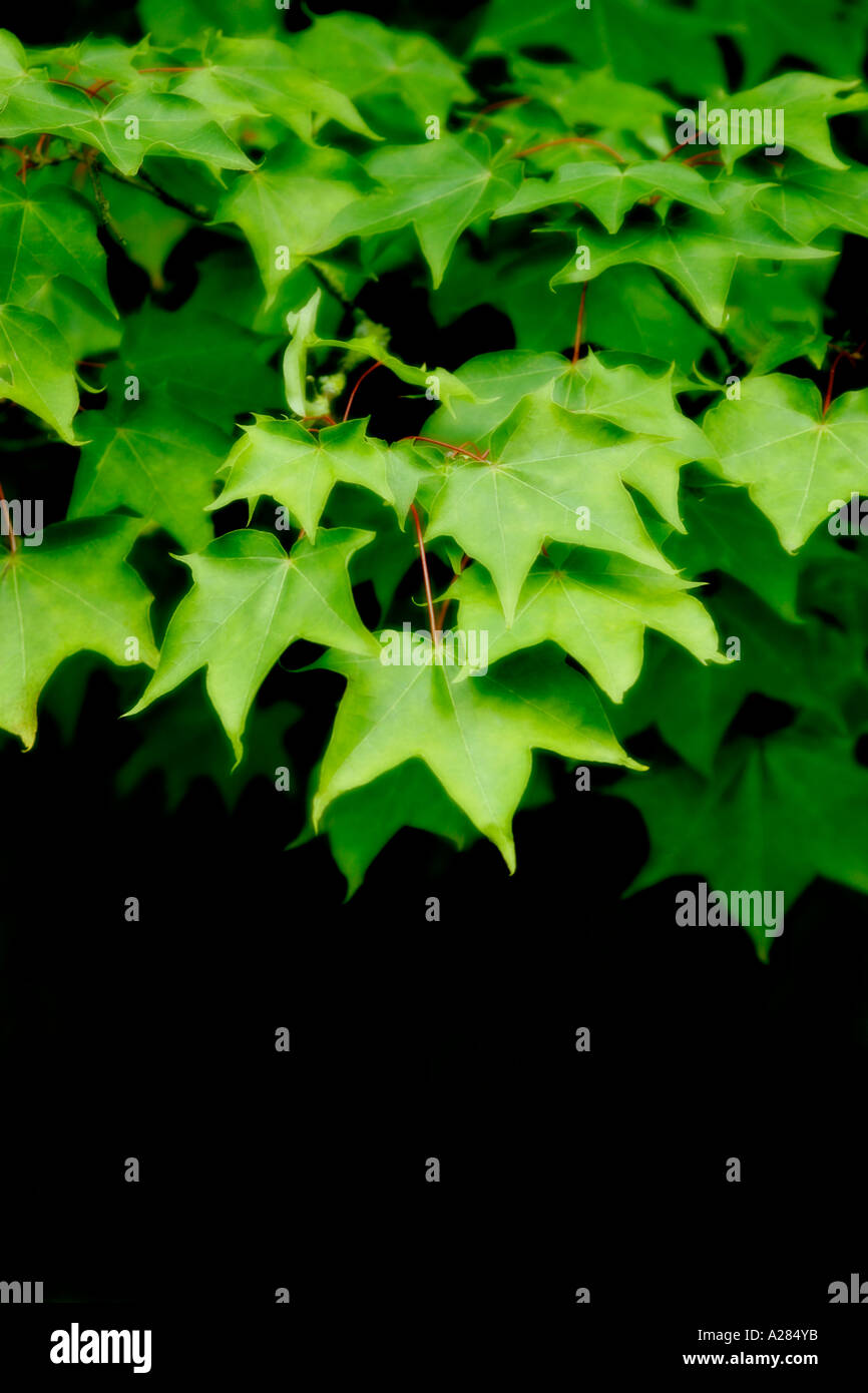 Green maple leaves soft focus against black background Stock Photo