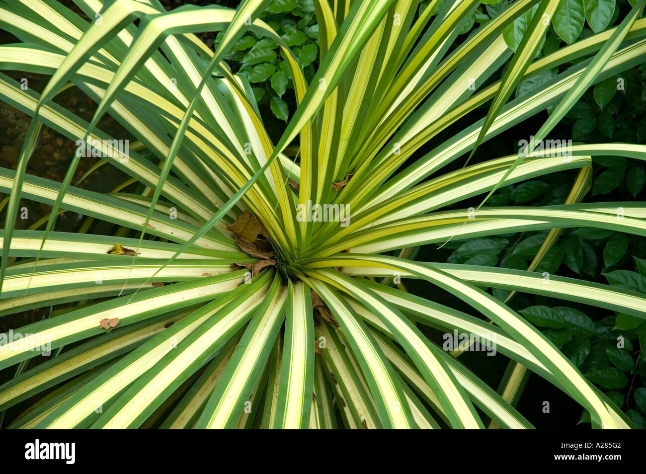 Variegated Pandanus ornamental foliage plant. DSC 7568 Stock Photo
