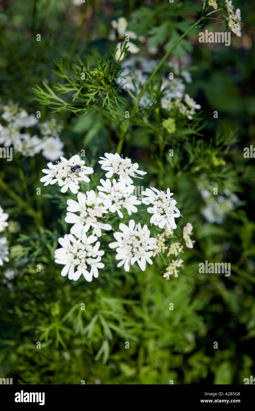 Flowers of coriander, Coriandrum sativum, on a healthy green background. DSC 7636 Stock Photo