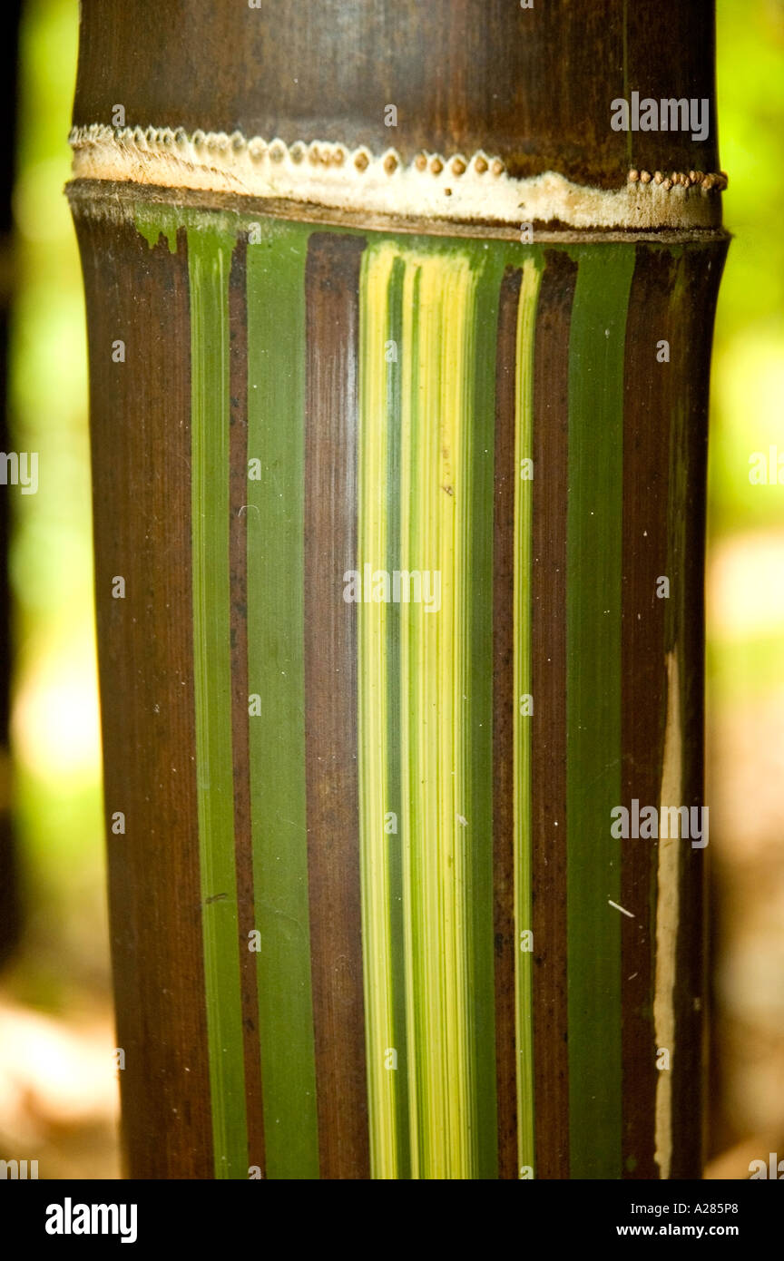 Culm of Bambusa lako, Timor black, showing variegation, cream green and black. DSC_7908 Stock Photo