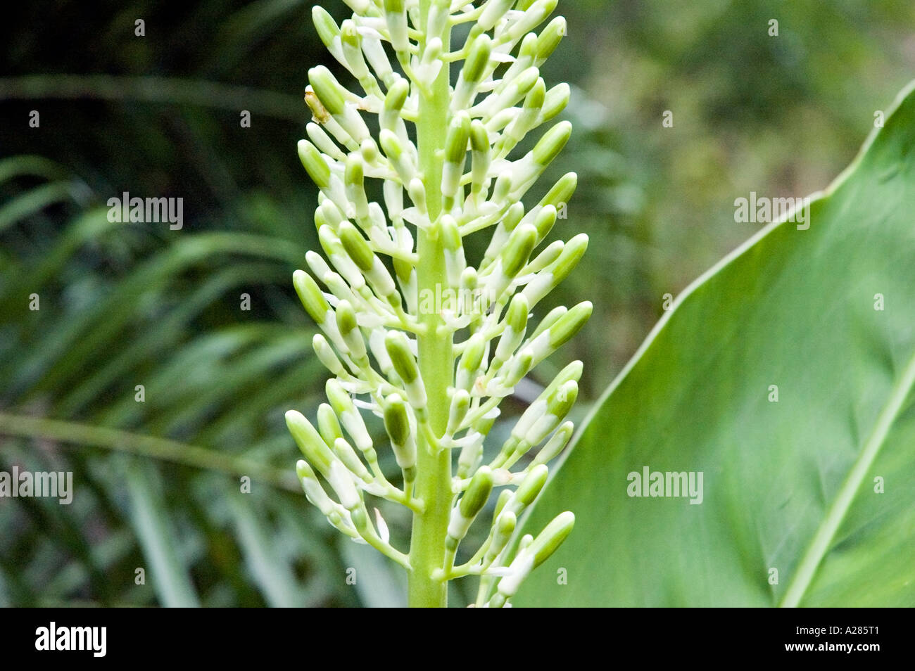 Alpinia galanga hi-res stock photography and images - Alamy