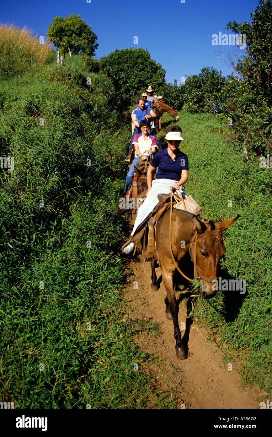 Mule ride to the Kalaupapa peninsula on Molokai, Hawaii. Stock Photo