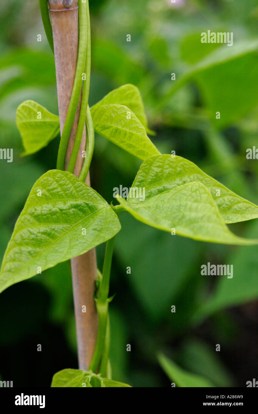 Leaves and stems of climbing bean plants close up Stock Photo