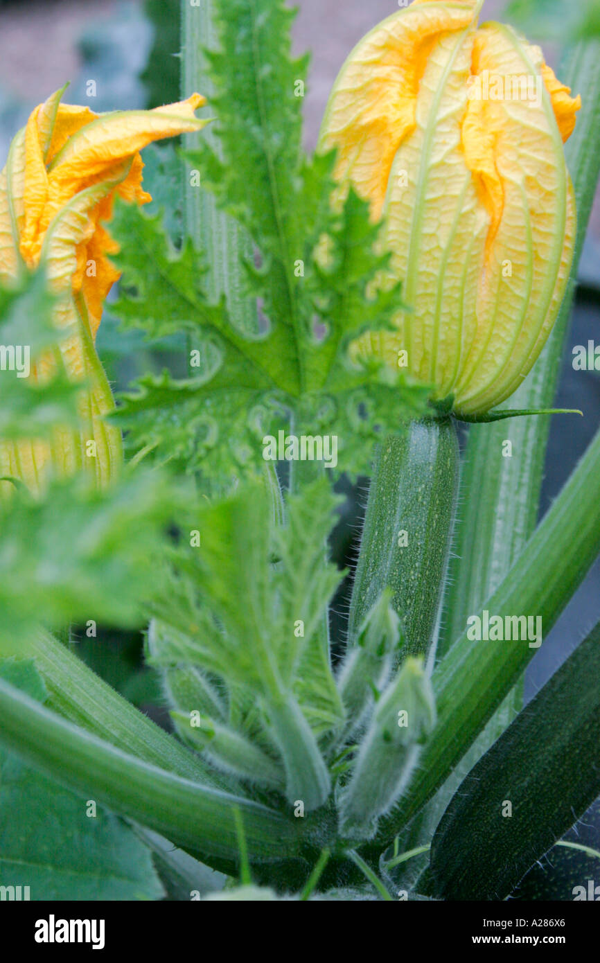 Courgette or Zucchini plant with courgettes and yellow flowers Stock Photo Alamy