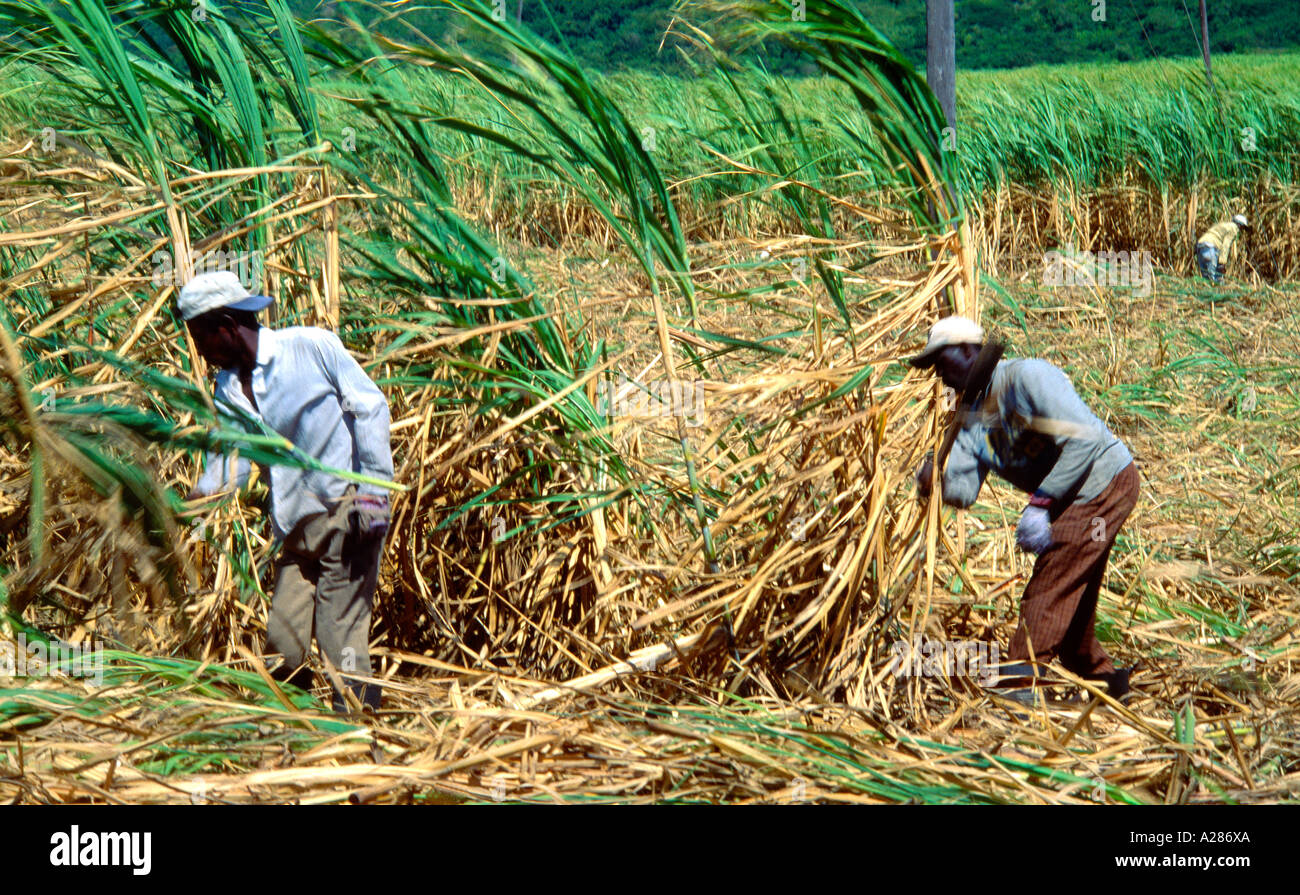 St Kitts Sugar Cane Cutting Stock Photo Alamy