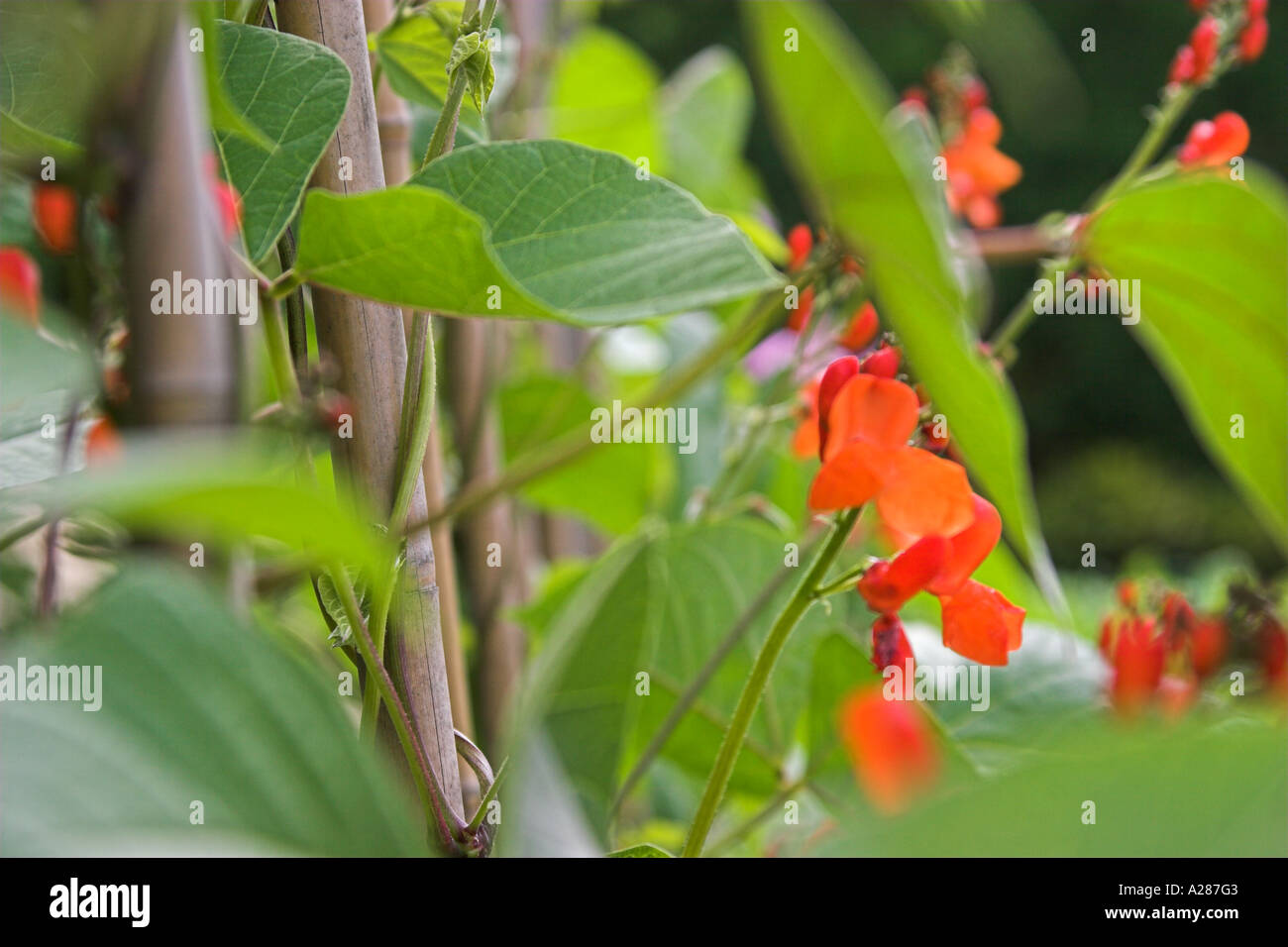 Leaves and flowers of climbing bean plants clinging to canes Stock