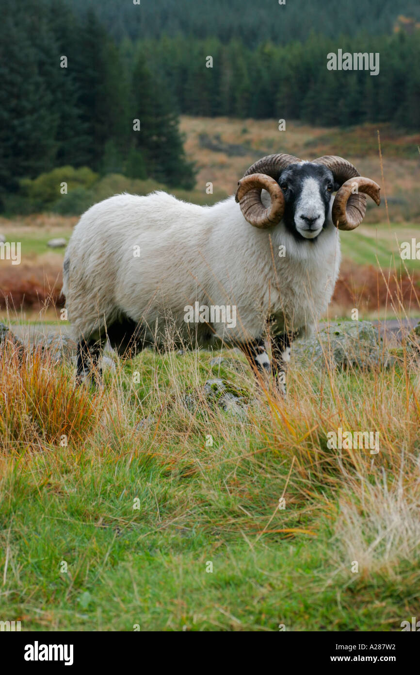 Horned Blackface ram or sheep on hills in Scotland Stock Photo