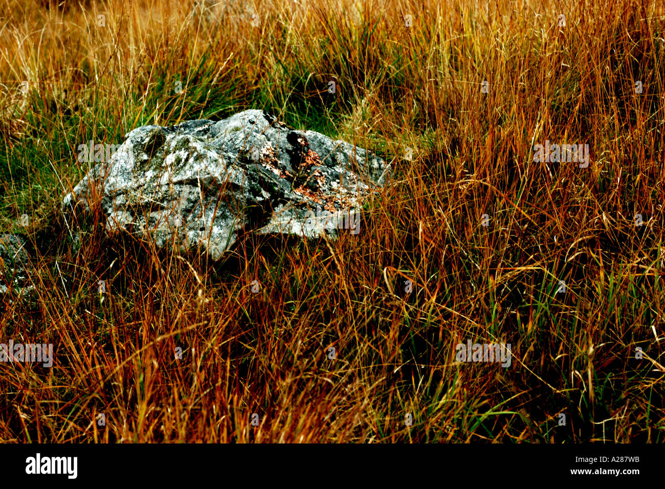 Rock and grass in autumn in Scotland Digitally manipulated Stock Photo