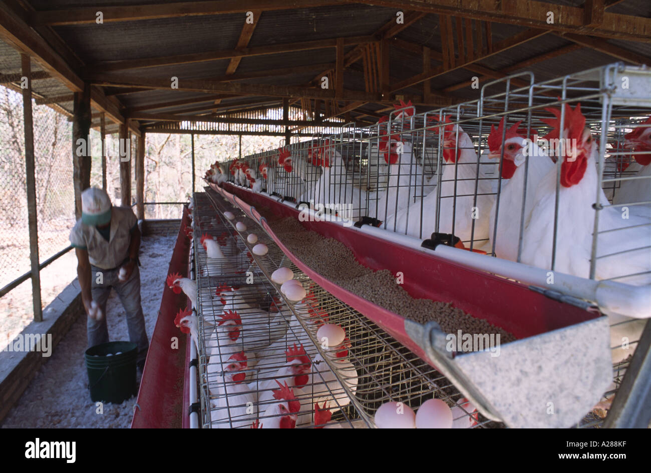 Egg collecting at a battery chicken farm in rural Honduras Stock Photo