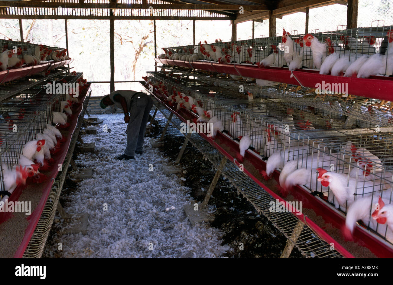 Battery chickens in their confined cages at a farm in rural Honduras Stock  Photo - Alamy