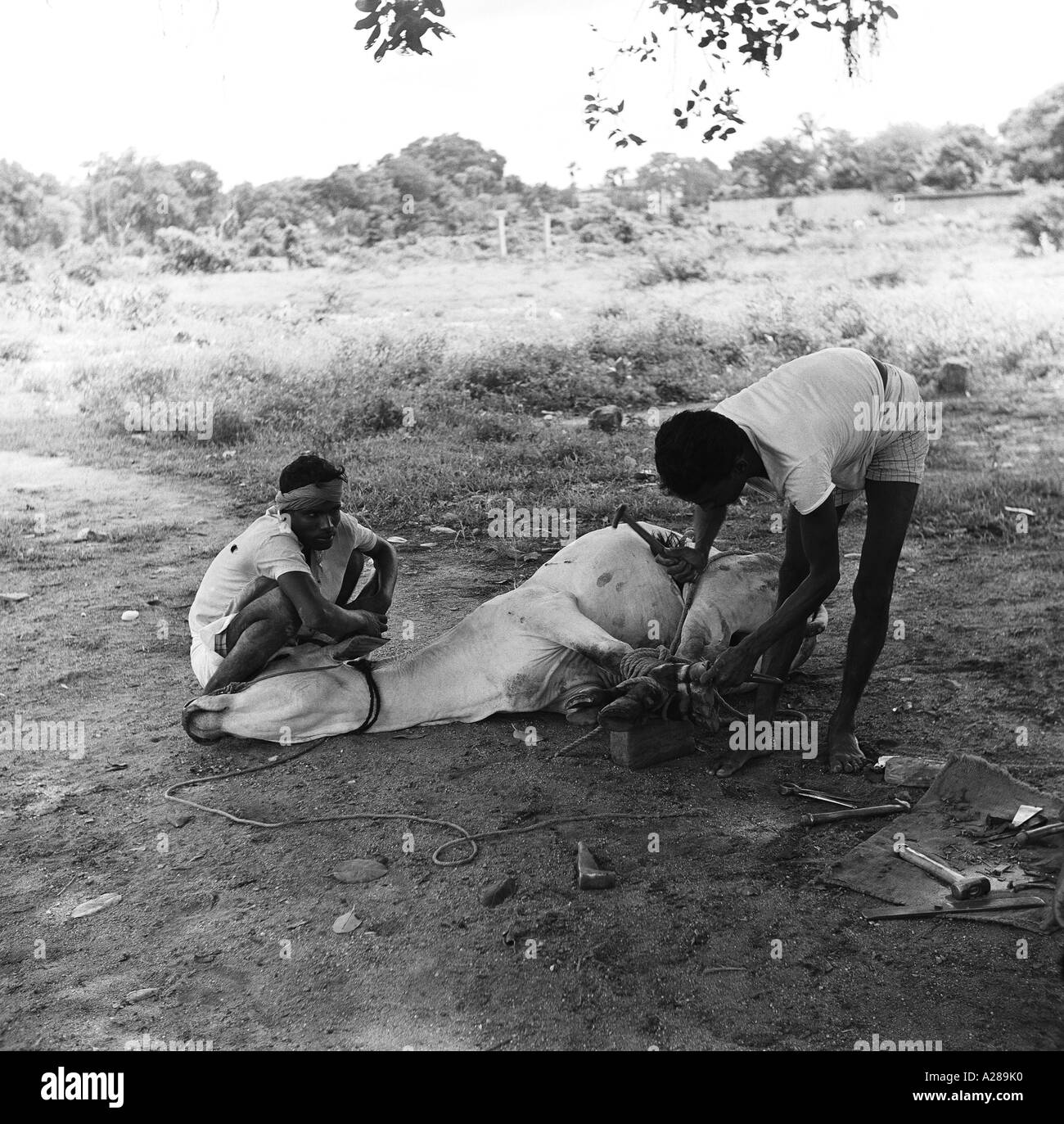 MAA76637 Two men shoeing a cow putting hooves on legs India Stock Photo