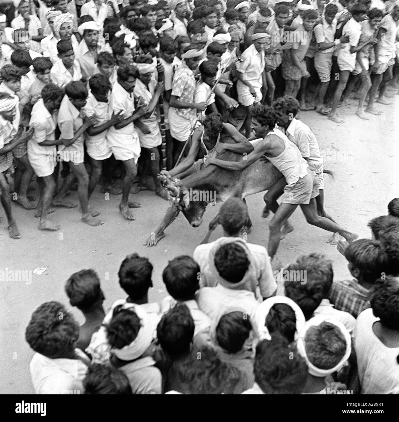 MAA76643 Jallikattu Bull Taming Madurai Tamilnadu India Stock Photo