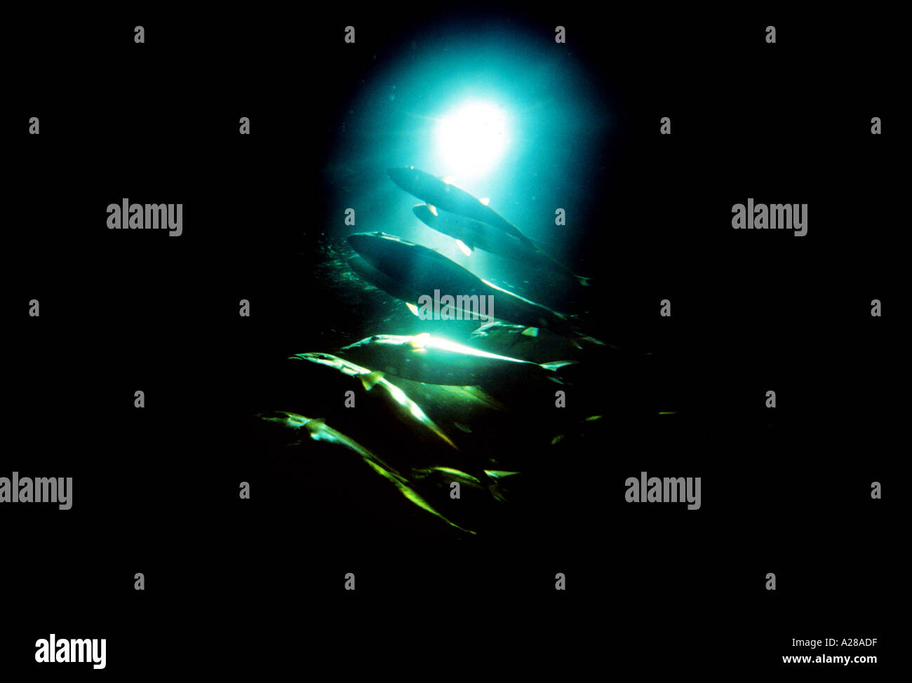 Tuna Fish Tuna At Nausica Boulogne France 18 4 02 Stock Photo Alamy