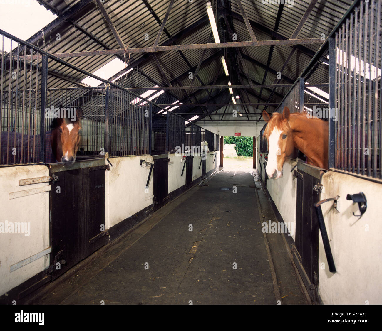 Horse Stables Interior Stock Photo 5965744 Alamy
